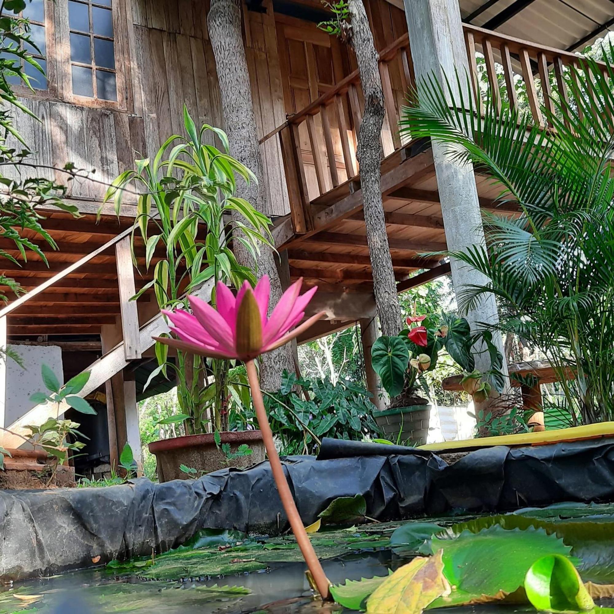 Ruk Sewana Villa Tree House Sigirija Zewnętrze zdjęcie